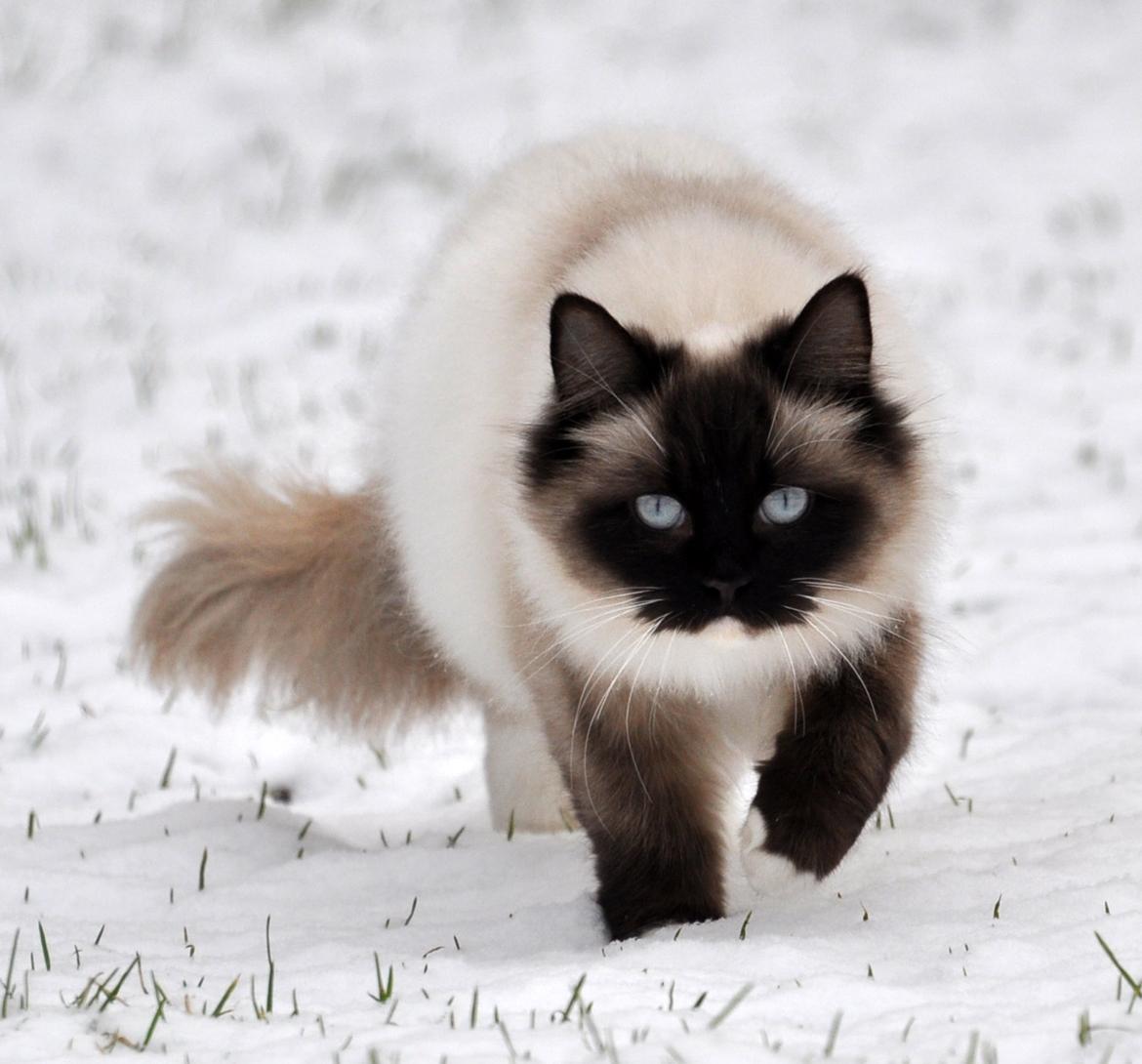 Ragdoll Shady Acres Marshmallow billede 9