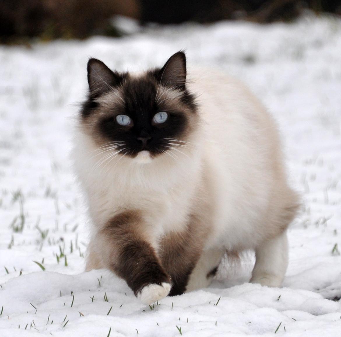 Ragdoll Shady Acres Marshmallow billede 11