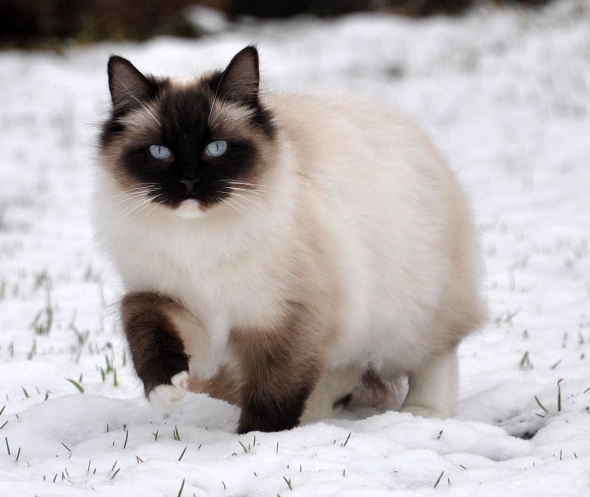 Ragdoll Shady Acres Marshmallow billede 12