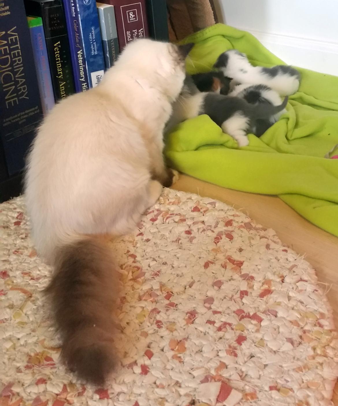 Ragdoll Shady Acres Marshmallow billede 20