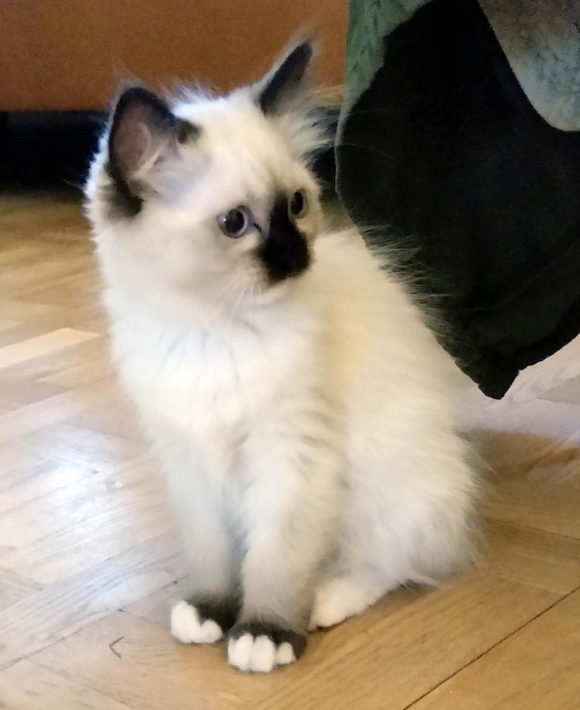 Ragdoll Shady Acres Marshmallow billede 27