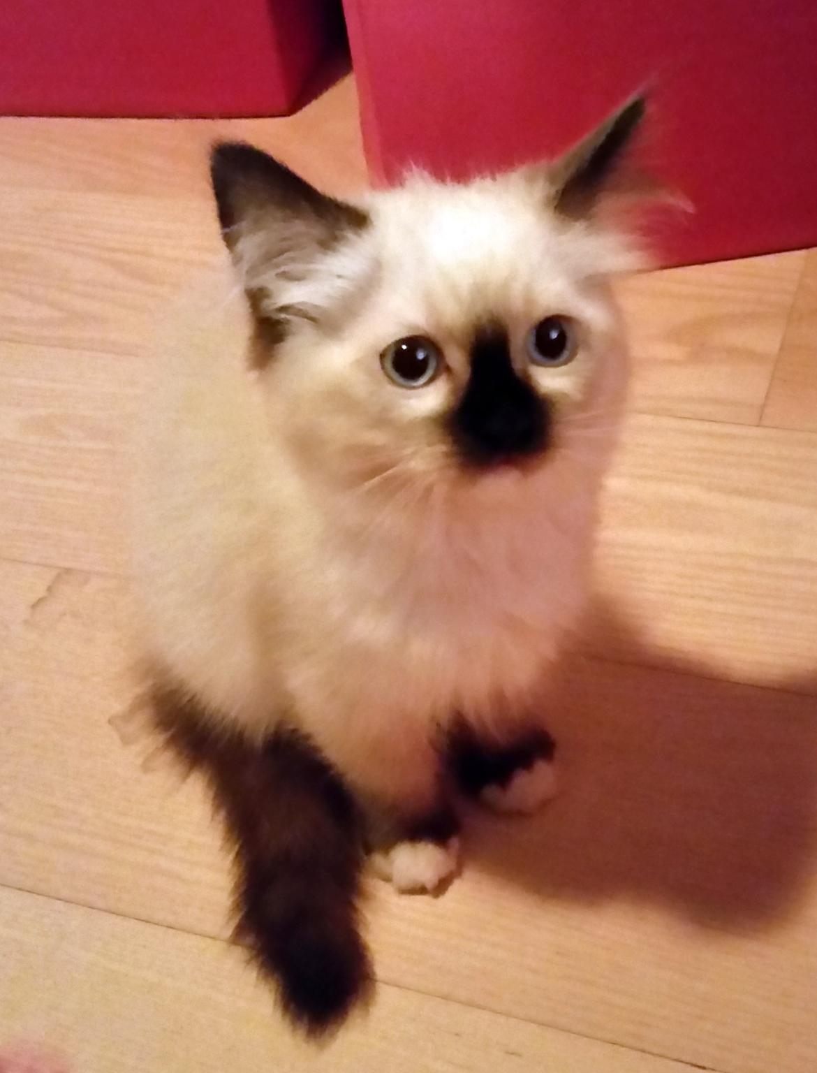 Ragdoll Shady Acres Marshmallow billede 28