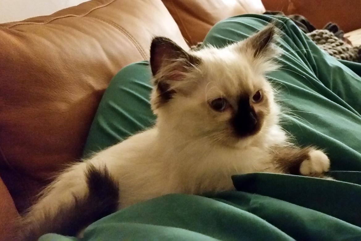 Ragdoll Shady Acres Marshmallow billede 30