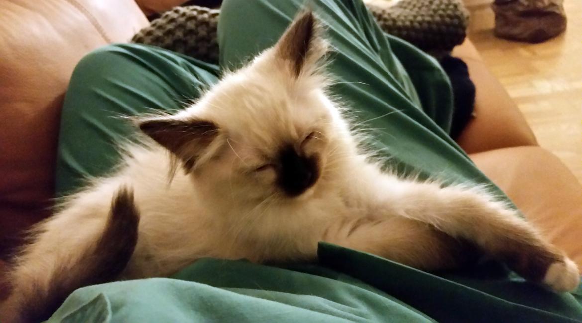 Ragdoll Shady Acres Marshmallow billede 31