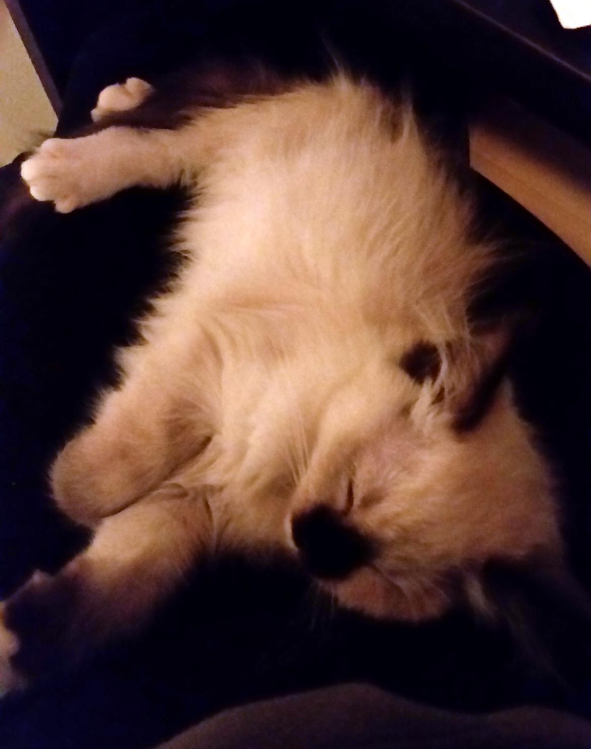 Ragdoll Shady Acres Marshmallow billede 32