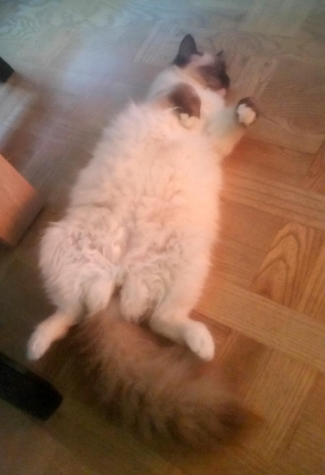 Ragdoll Shady Acres Marshmallow billede 21