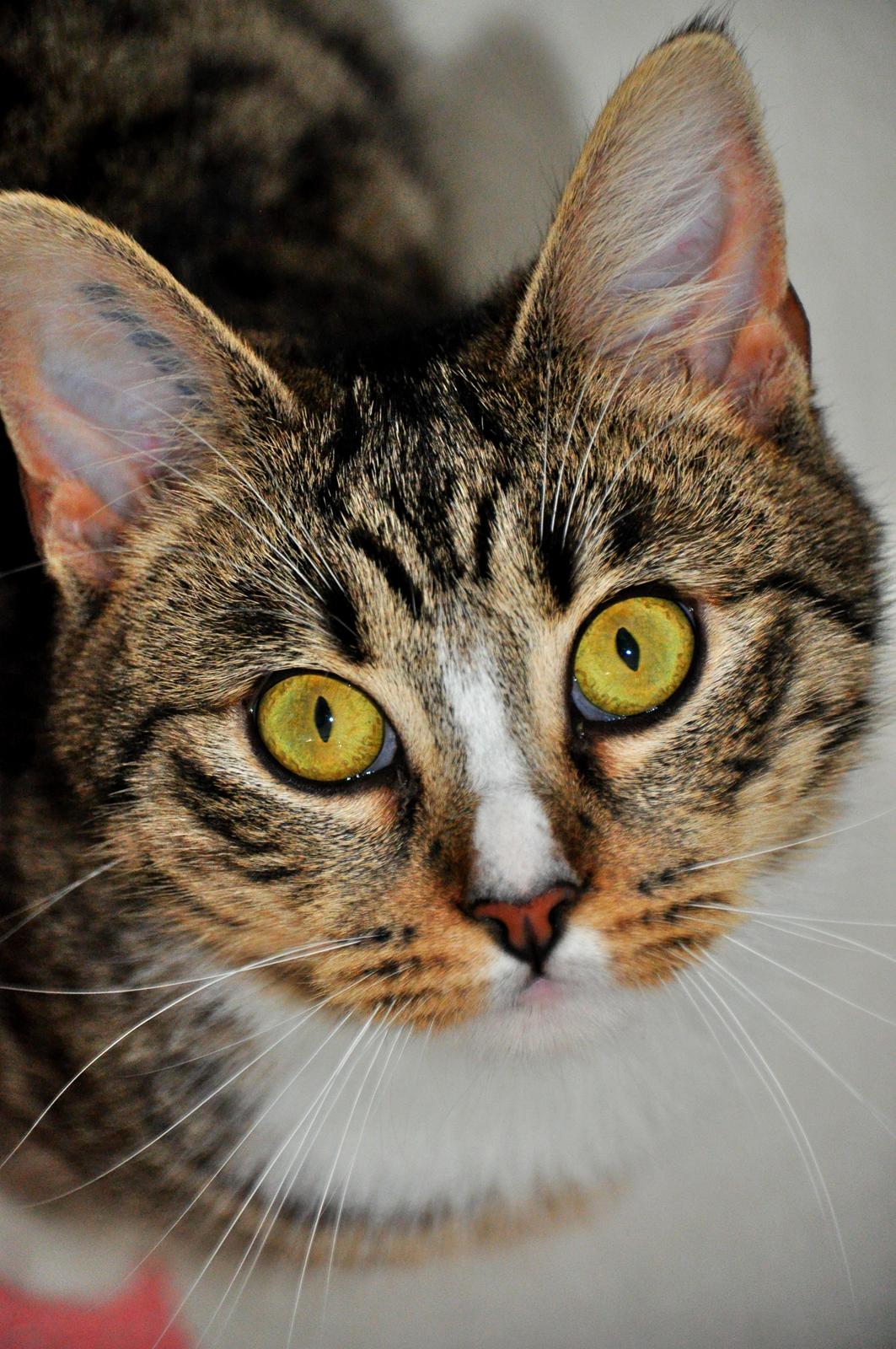 Huskat Chili billede 2