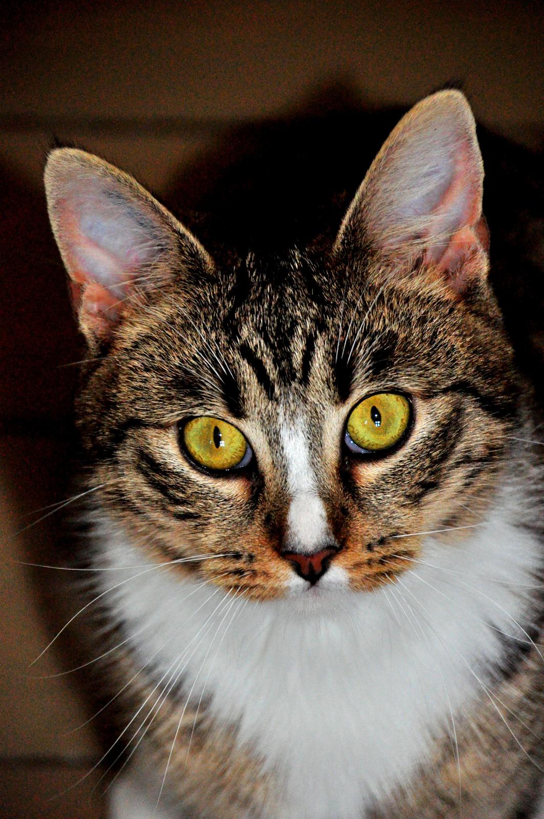 Huskat Chili billede 3