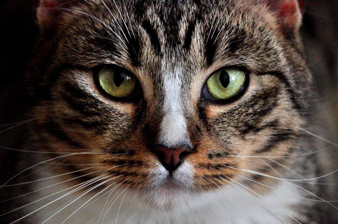 Huskat Chili billede 5