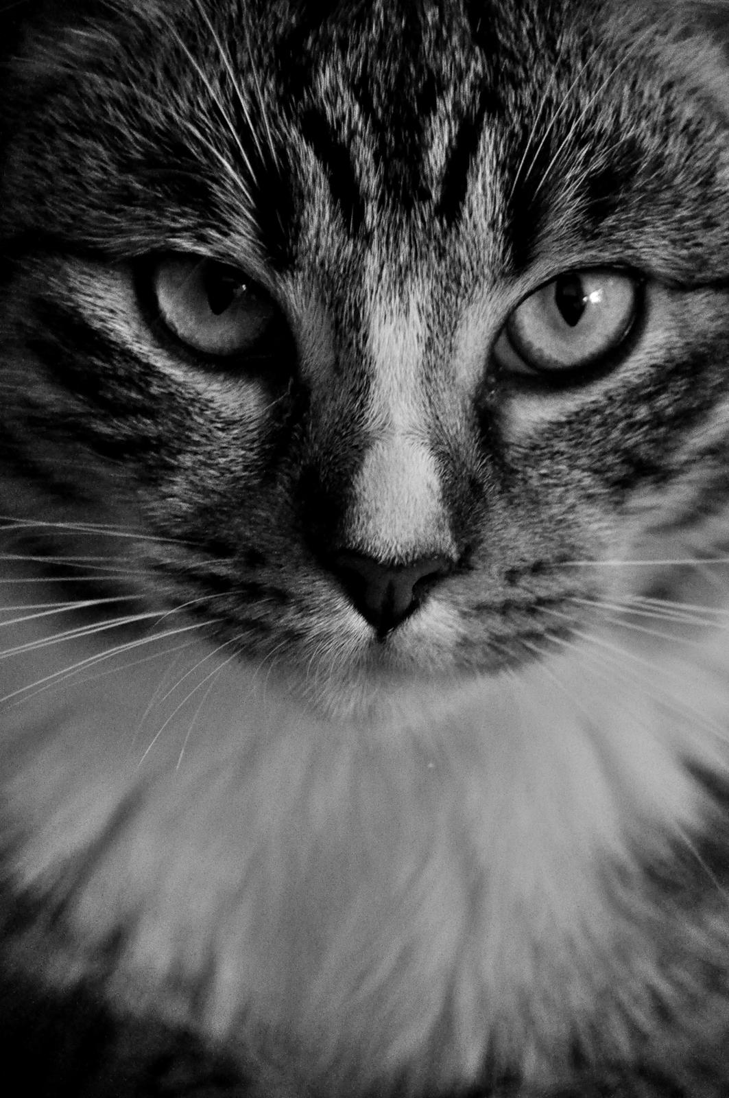 Huskat Chili billede 6