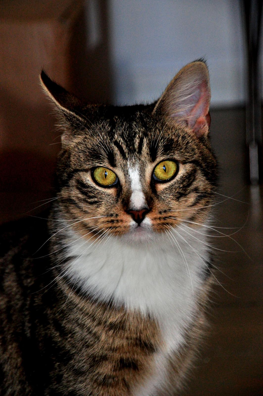 Huskat Chili billede 4