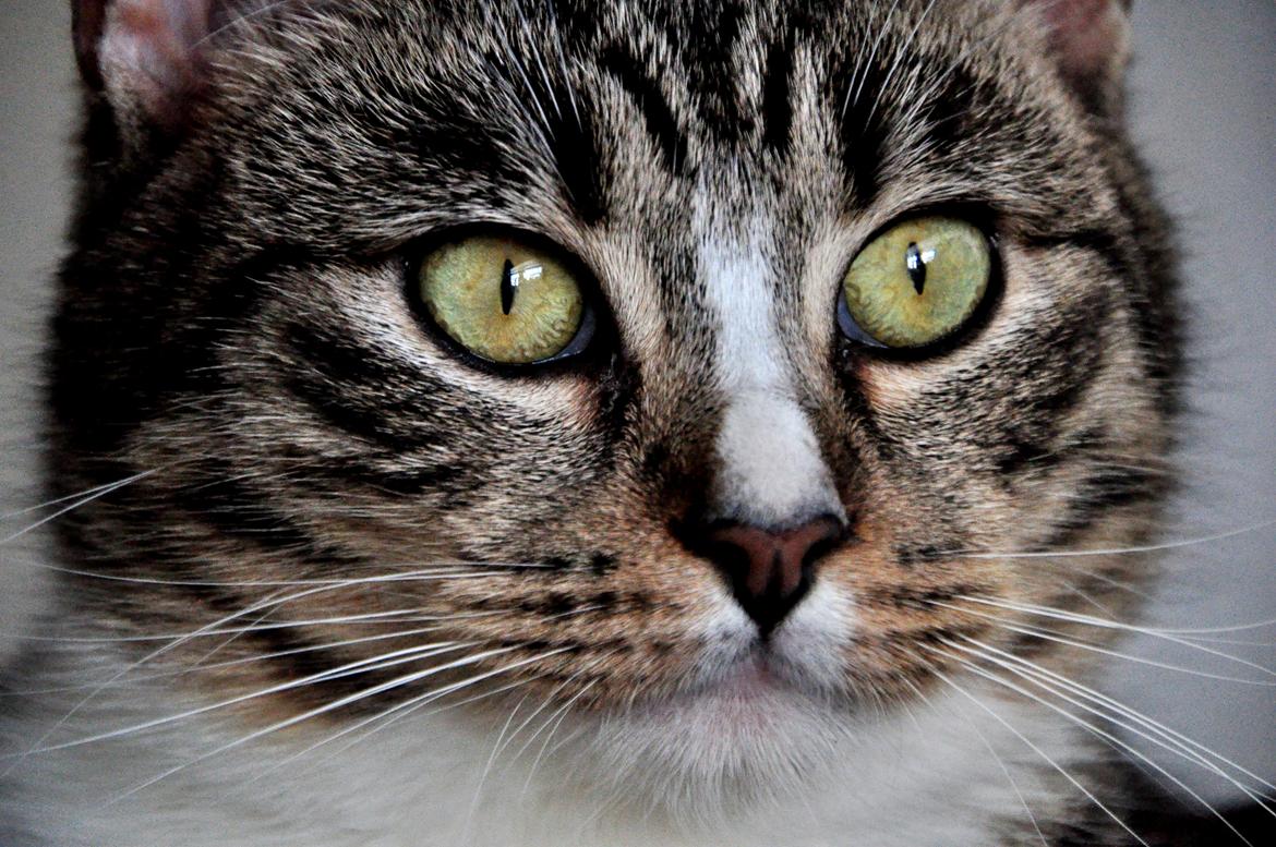 Huskat Chili billede 9