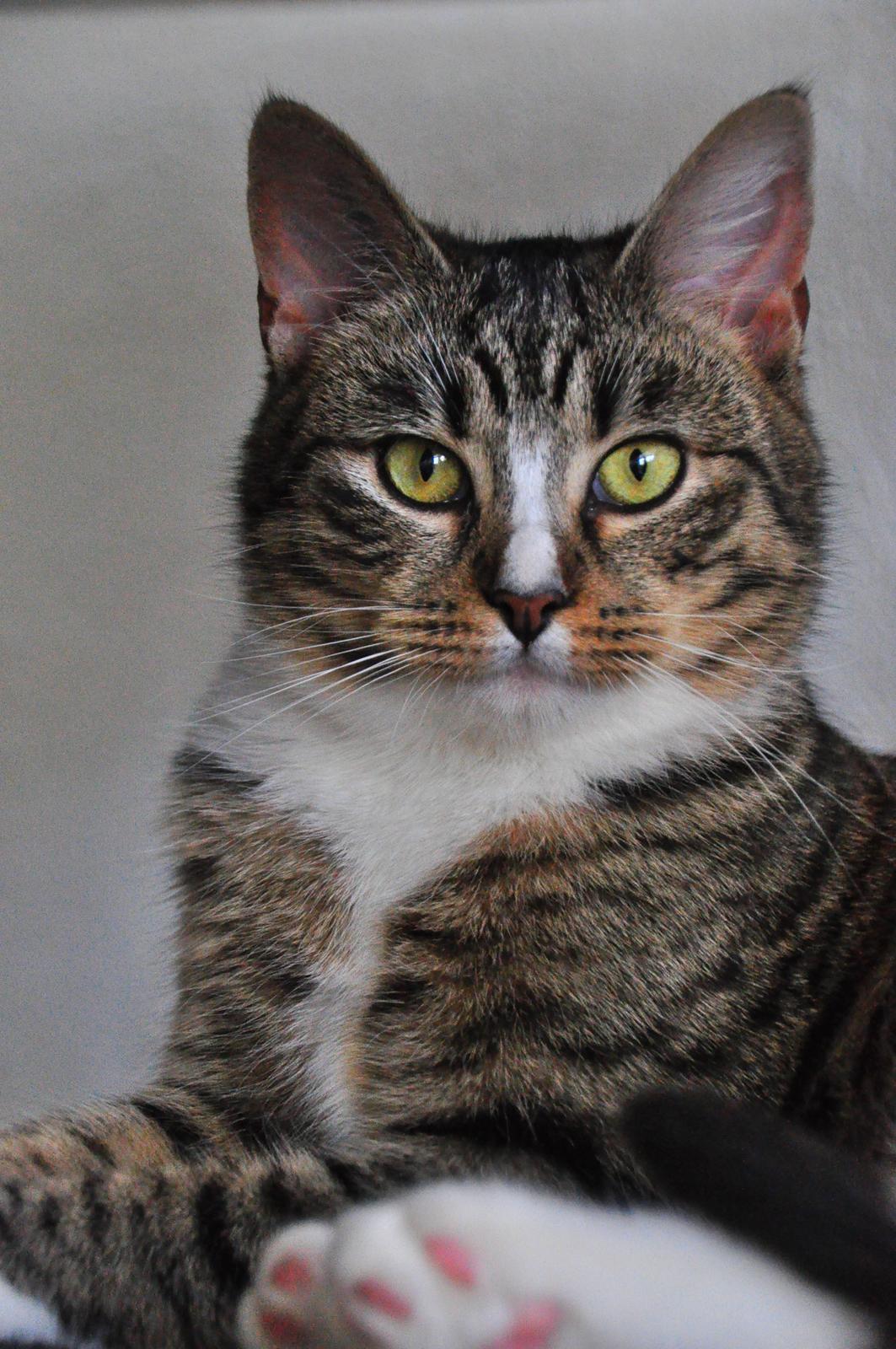 Huskat Chili billede 8