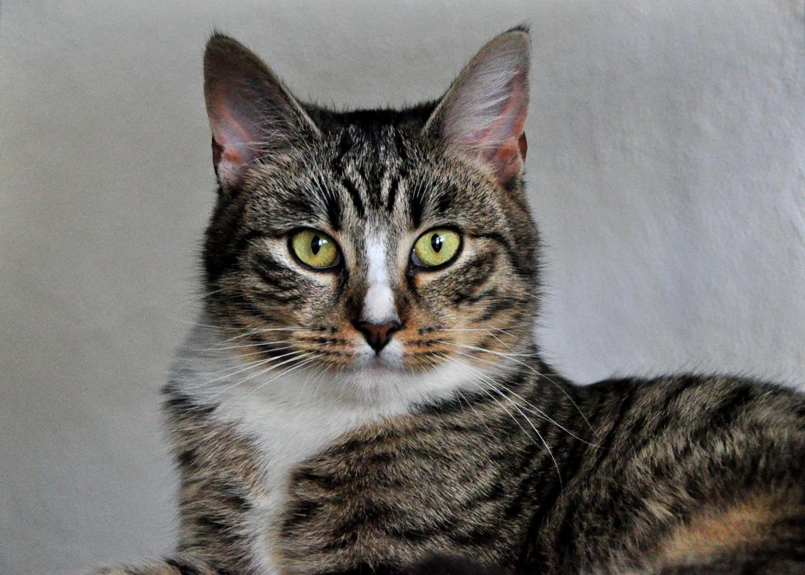 Huskat Chili billede 10