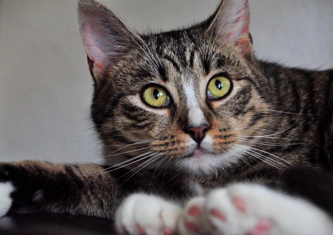 Huskat Chili billede 11