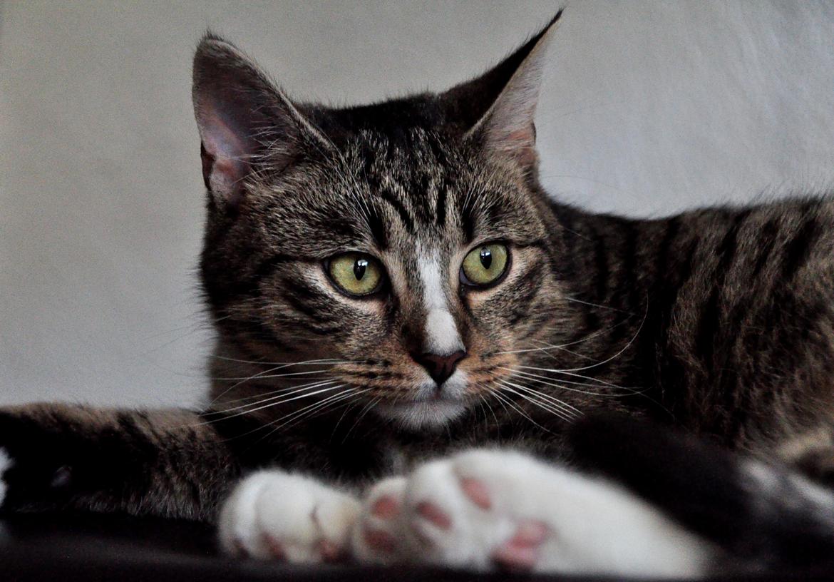 Huskat Chili billede 12