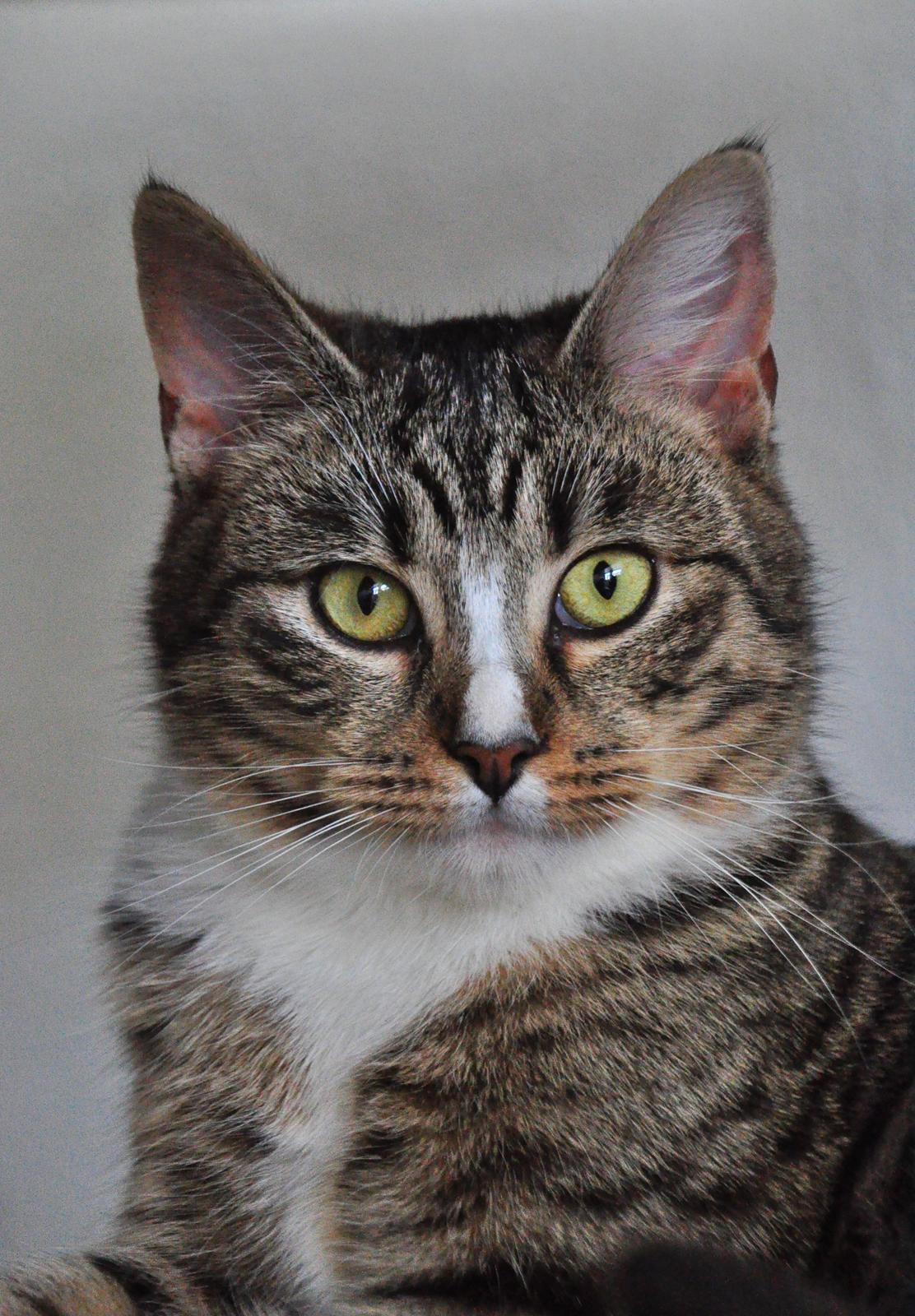 Huskat Chili billede 1