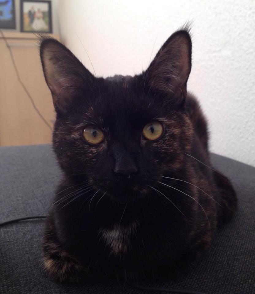 Huskat Saga billede 1