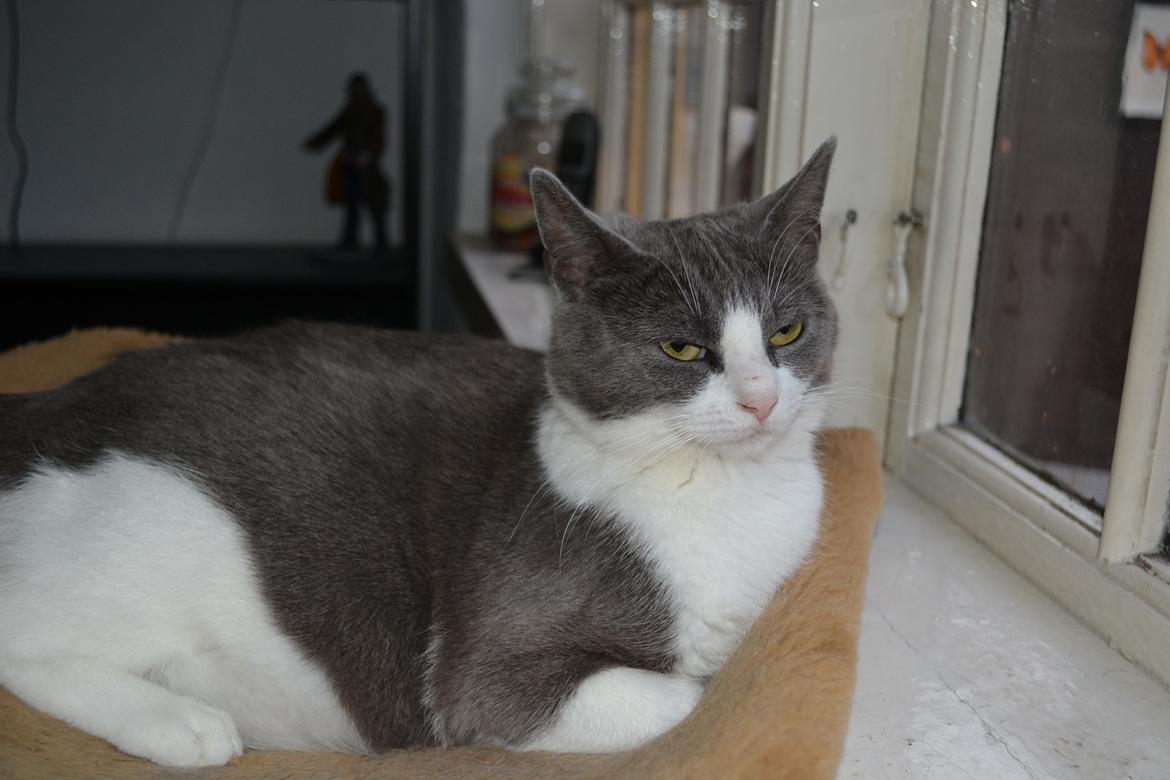 Huskat Chanel billede 1