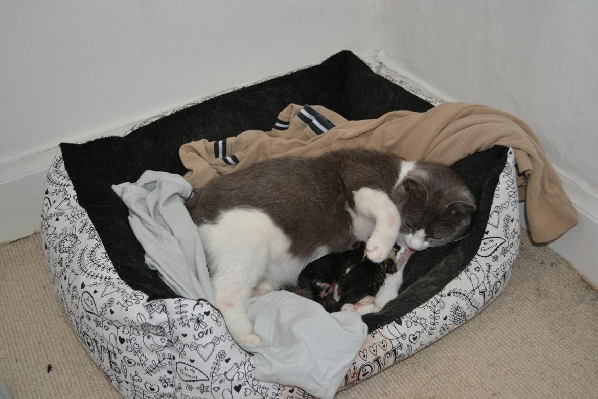 Huskat Chanel billede 2