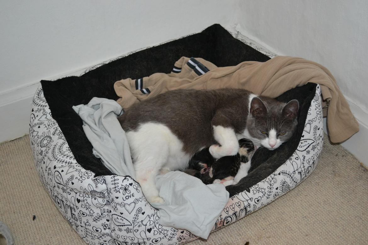 Huskat Chanel billede 3