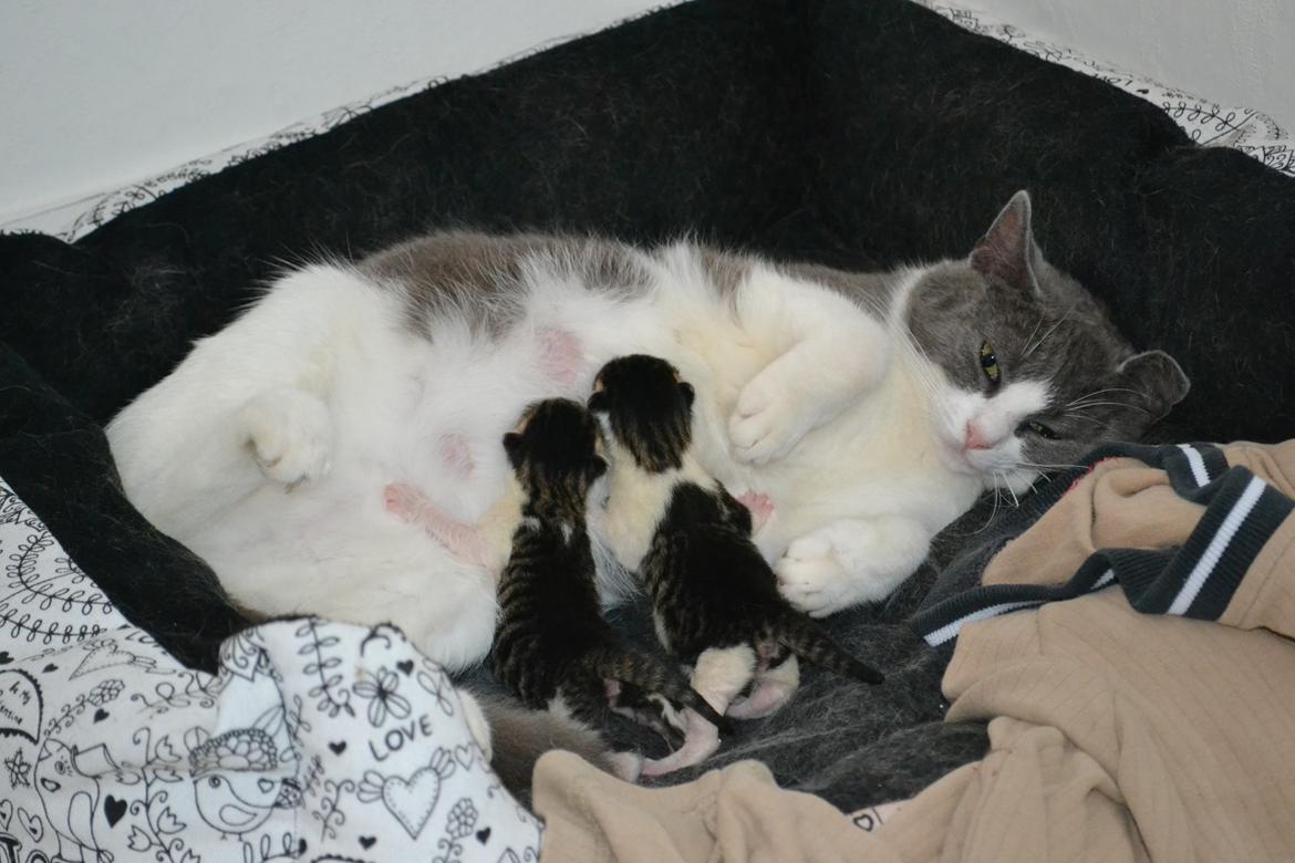 Huskat Chanel billede 6