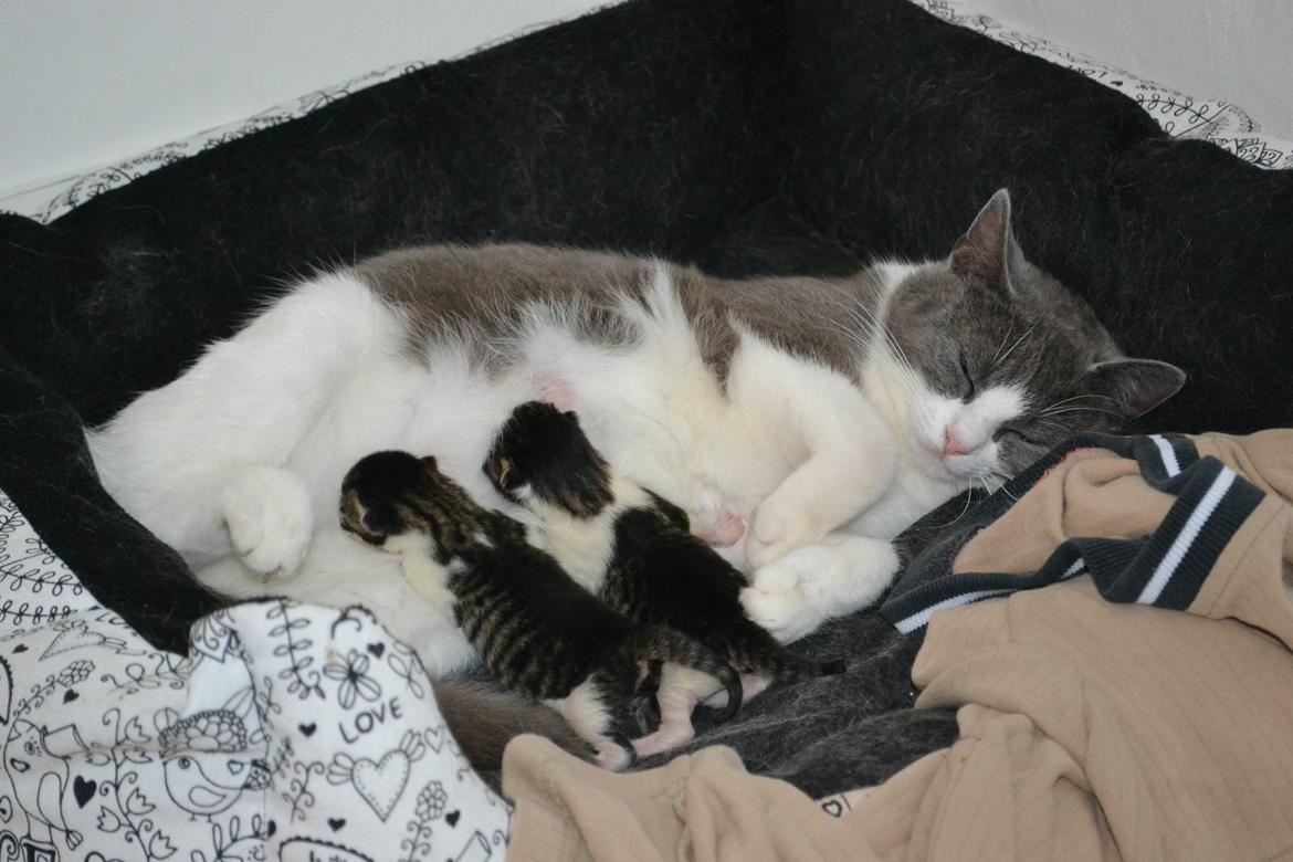 Huskat Chanel billede 7