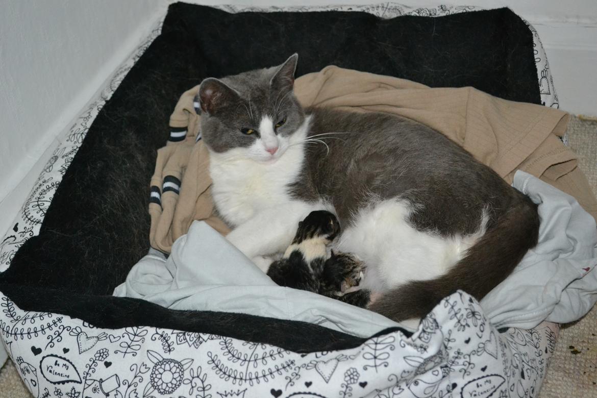 Huskat Chanel billede 4