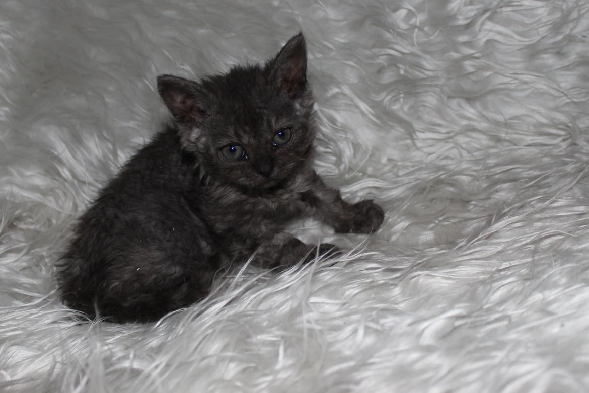 Selkirk Rex  Tzari Amphetamine - 7 uger billede 18