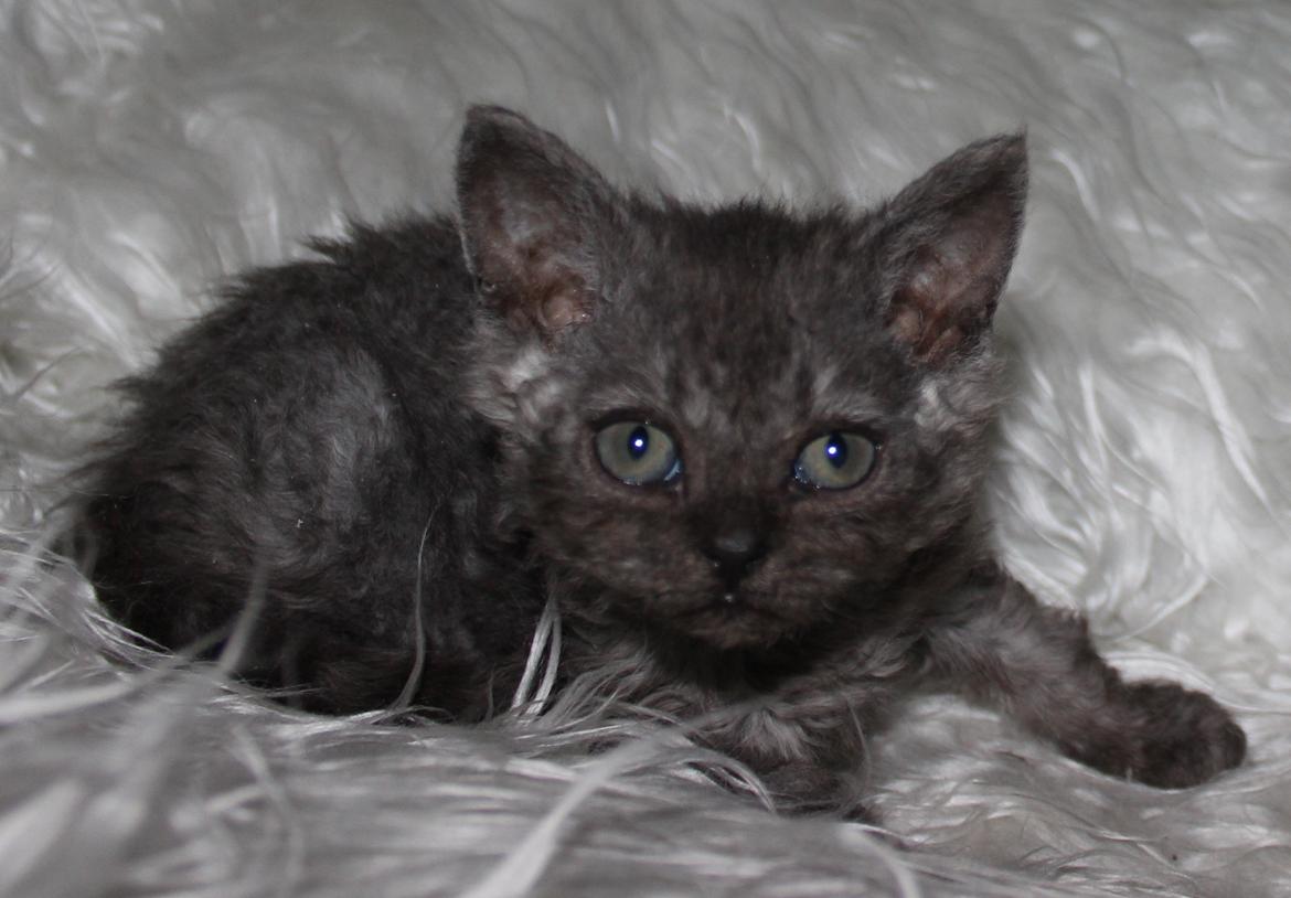 Selkirk Rex  Tzari Amphetamine - 7 uger billede 5