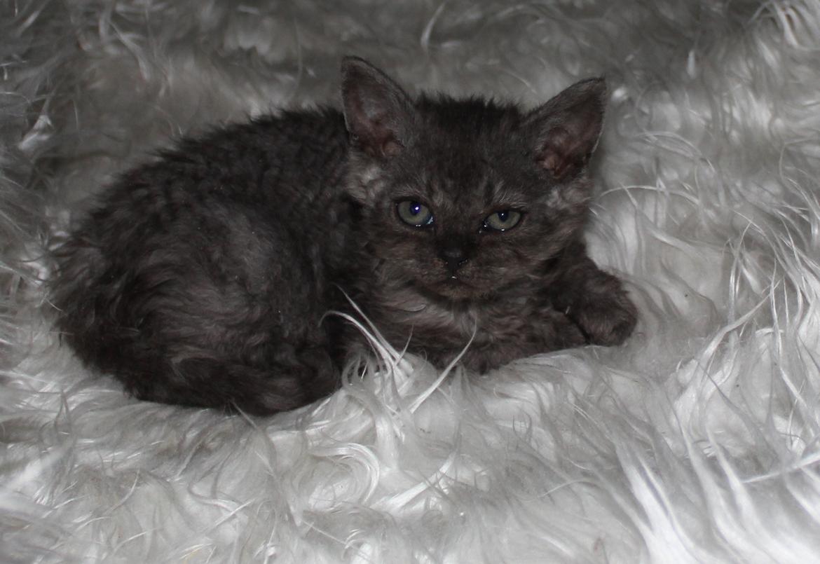 Selkirk Rex  Tzari Amphetamine - 7 uger billede 20