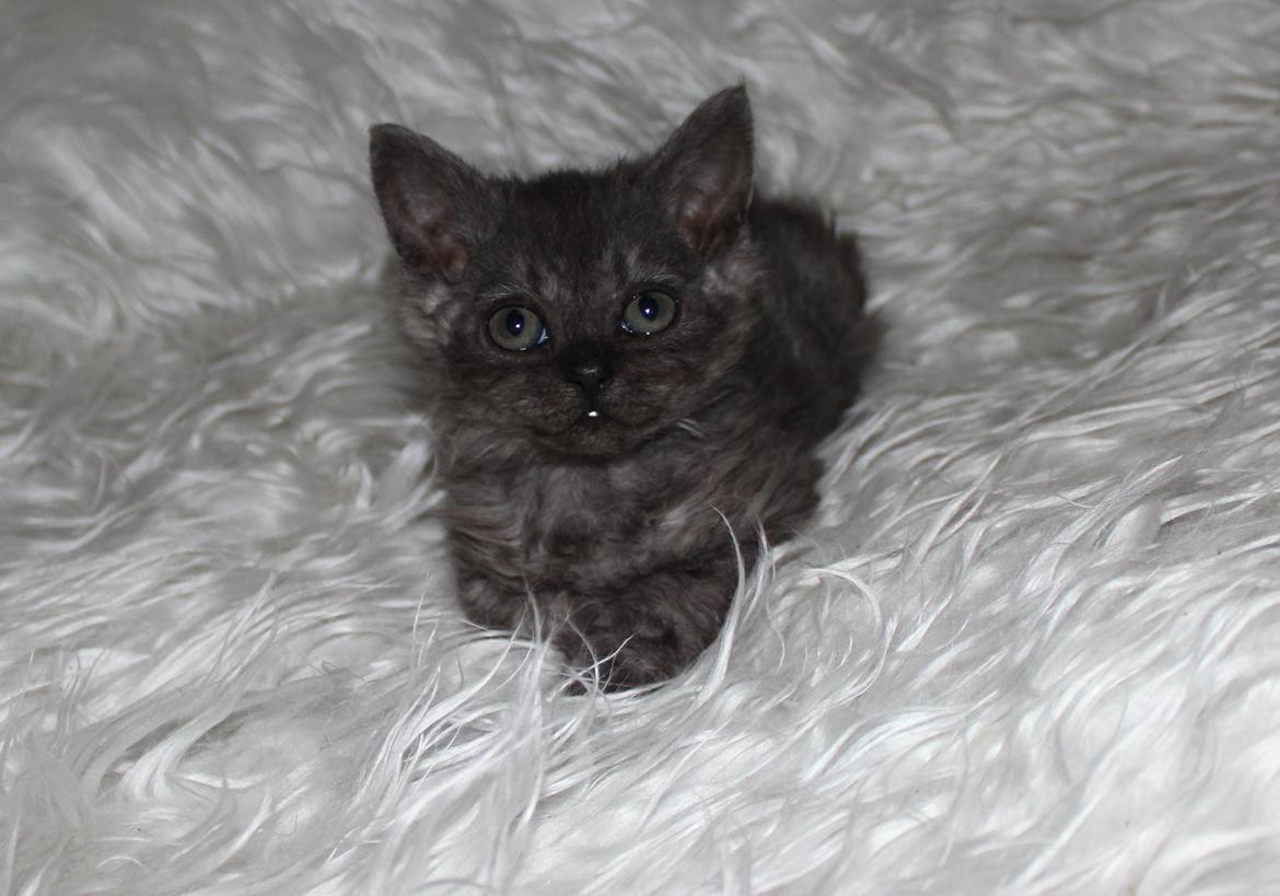 Selkirk Rex  Tzari Amphetamine - 5 uger billede 21