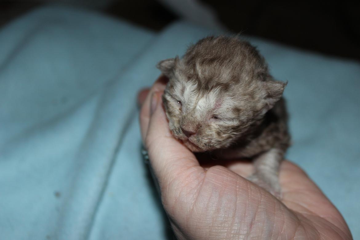 Selkirk Rex  Tzari Revolution (Lulu) - 1 uge gammel billede 19