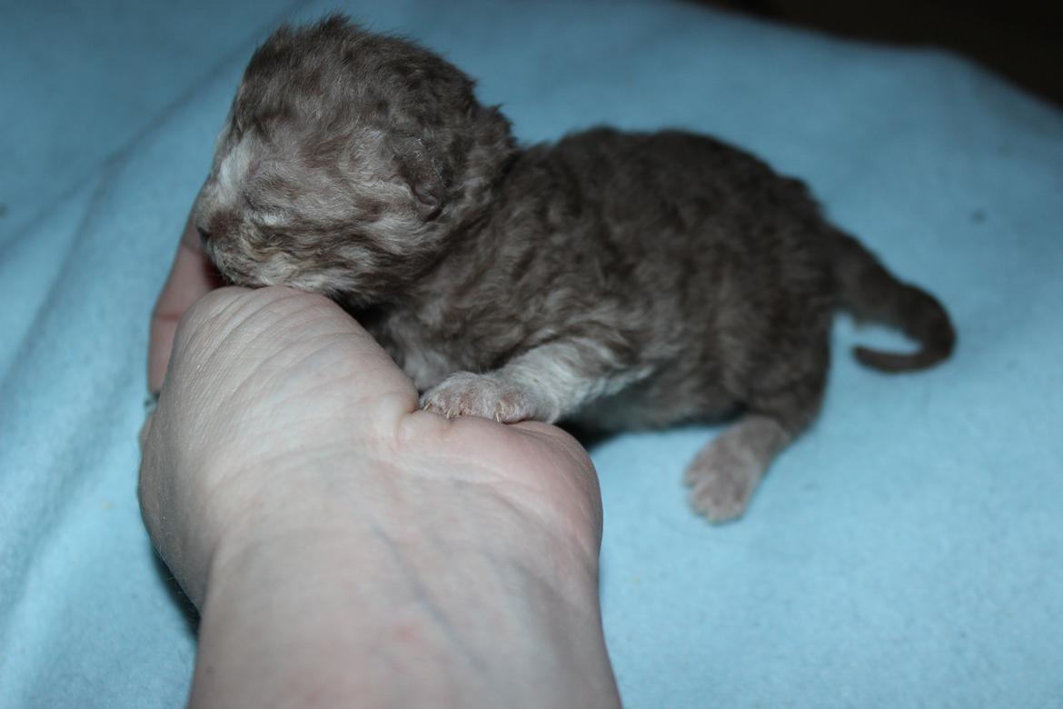 Selkirk Rex  Tzari Revolution (Lulu) - 1 uge gammel billede 17