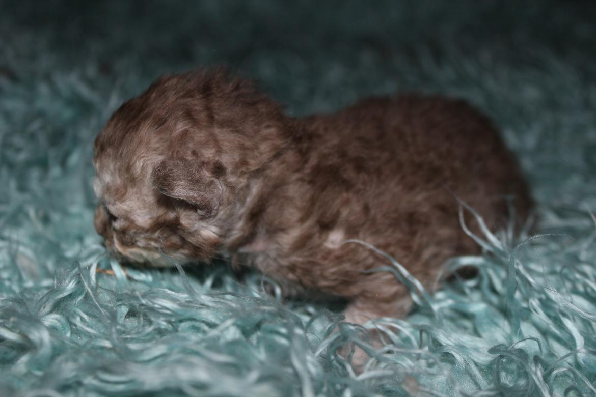 Selkirk Rex  Tzari Revolution (Lulu) - 2 uger billede 15