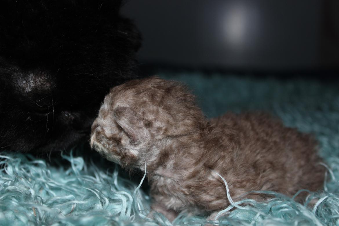 Selkirk Rex  Tzari Revolution (Lulu) - 2 uger billede 16