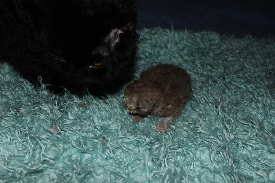 Selkirk Rex  Tzari Revolution (Lulu) - 2 uger billede 18