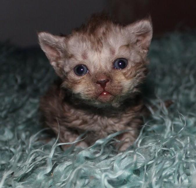 Selkirk Rex  Tzari Revolution (Lulu) - 3 uger billede 9
