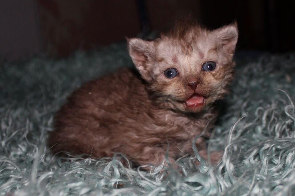 Selkirk Rex  Tzari Revolution (Lulu) - 3 uger billede 7