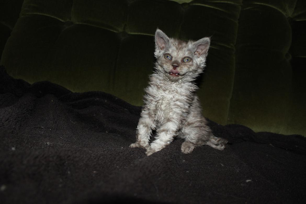 Selkirk Rex  Tzari Revolution (Lulu) - 7 uger billede 5