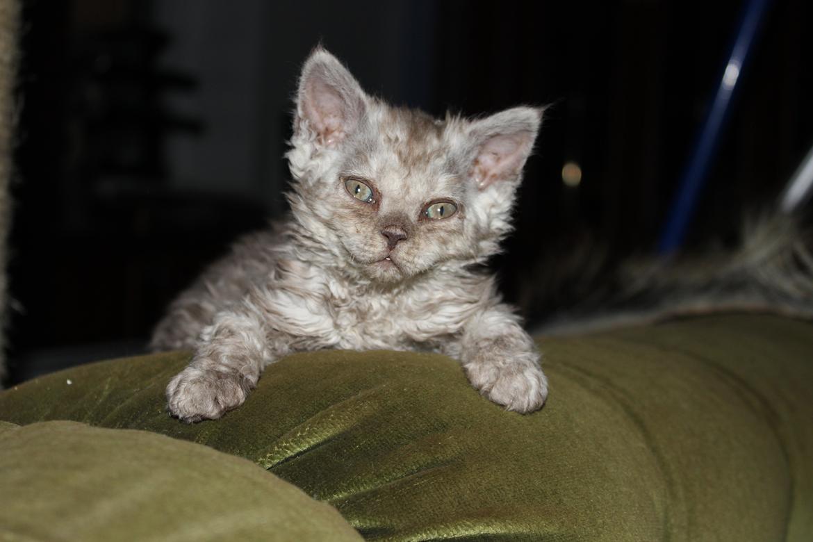 Selkirk Rex  Tzari Revolution (Lulu) - 7 uger billede 10