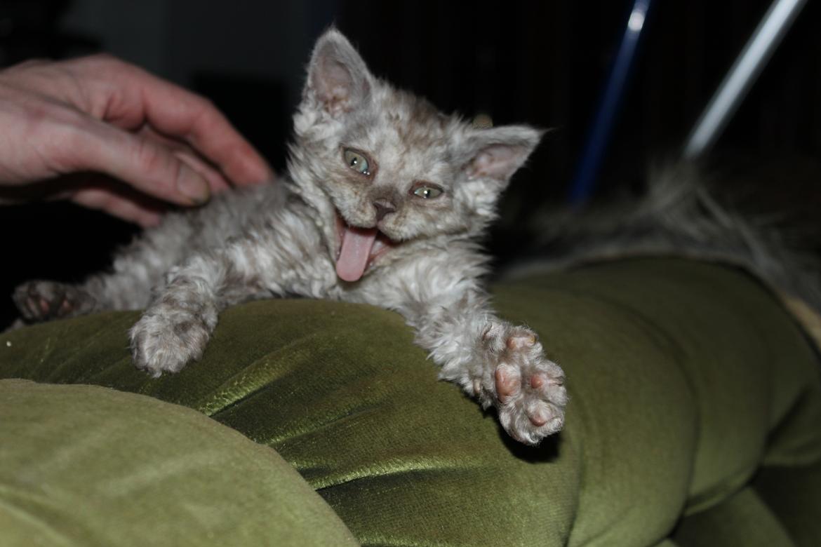 Selkirk Rex  Tzari Revolution (Lulu) - 7 uger billede 4