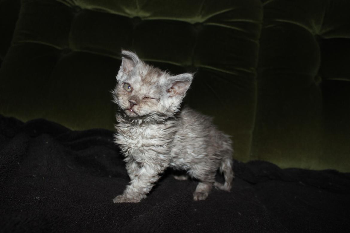 Selkirk Rex  Tzari Revolution (Lulu) - 7 uger fjollemis billede 8