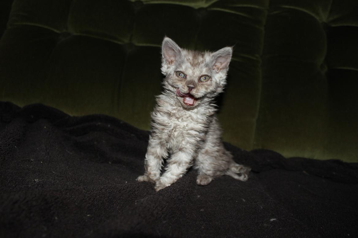 Selkirk Rex  Tzari Revolution (Lulu) - 7 uger billede 12