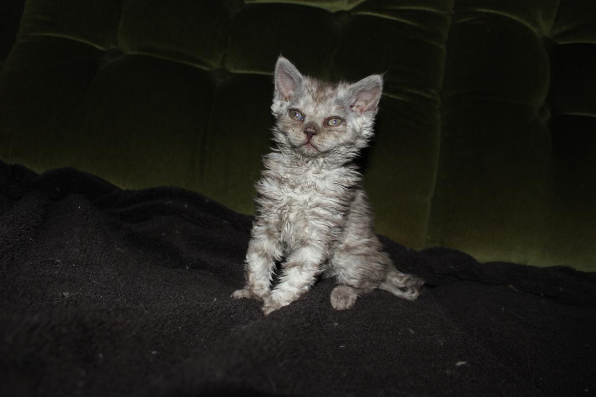 Selkirk Rex  Tzari Revolution (Lulu) - 7 uger billede 13