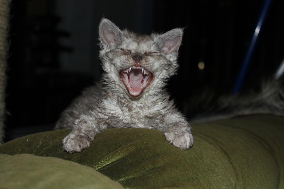 Selkirk Rex  Tzari Revolution (Lulu) - 7 uger billede 11
