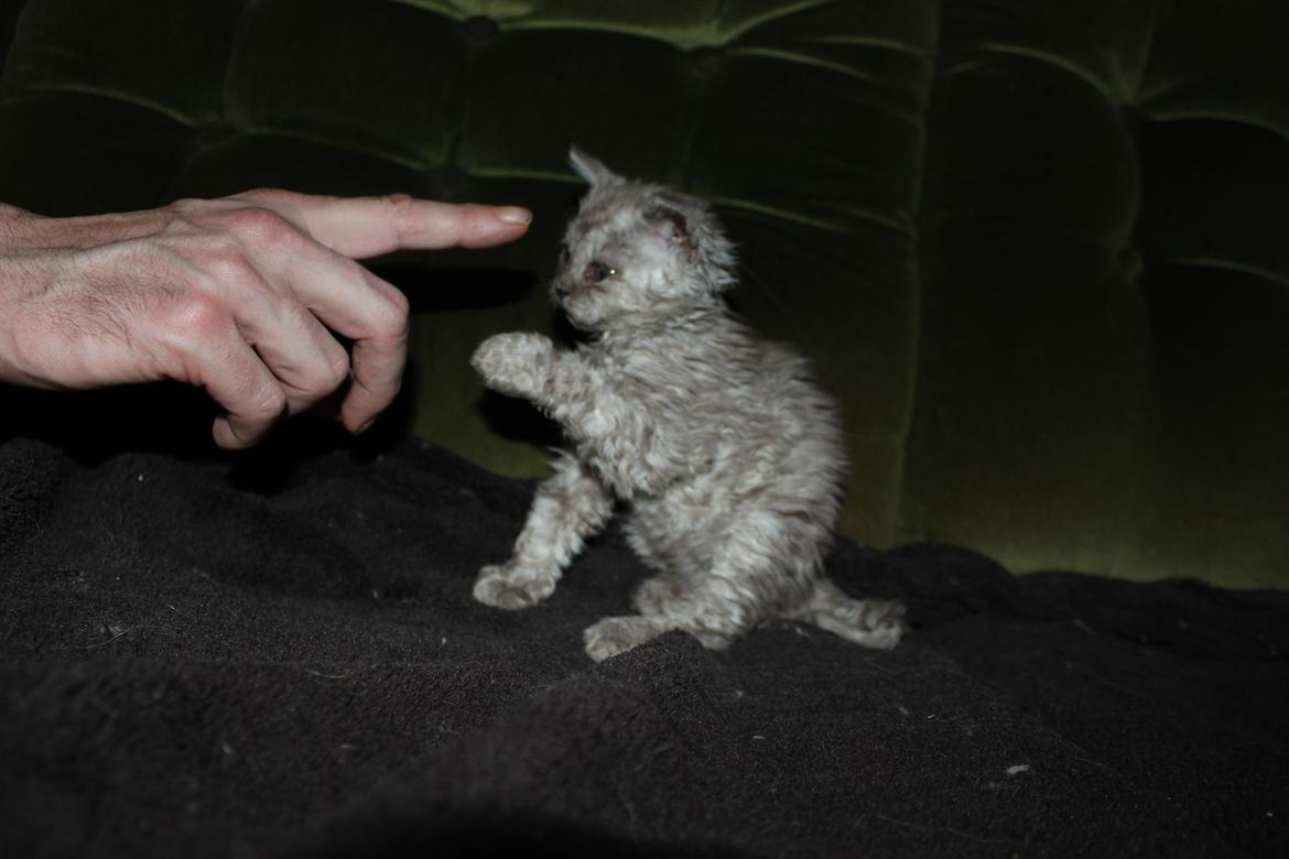 Selkirk Rex  Tzari Revolution (Lulu) - 7 uger og kan give pote billede 6