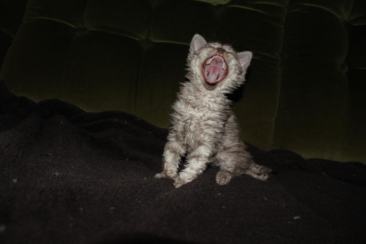 Selkirk Rex  Tzari Revolution (Lulu) - 7 uger billede 14