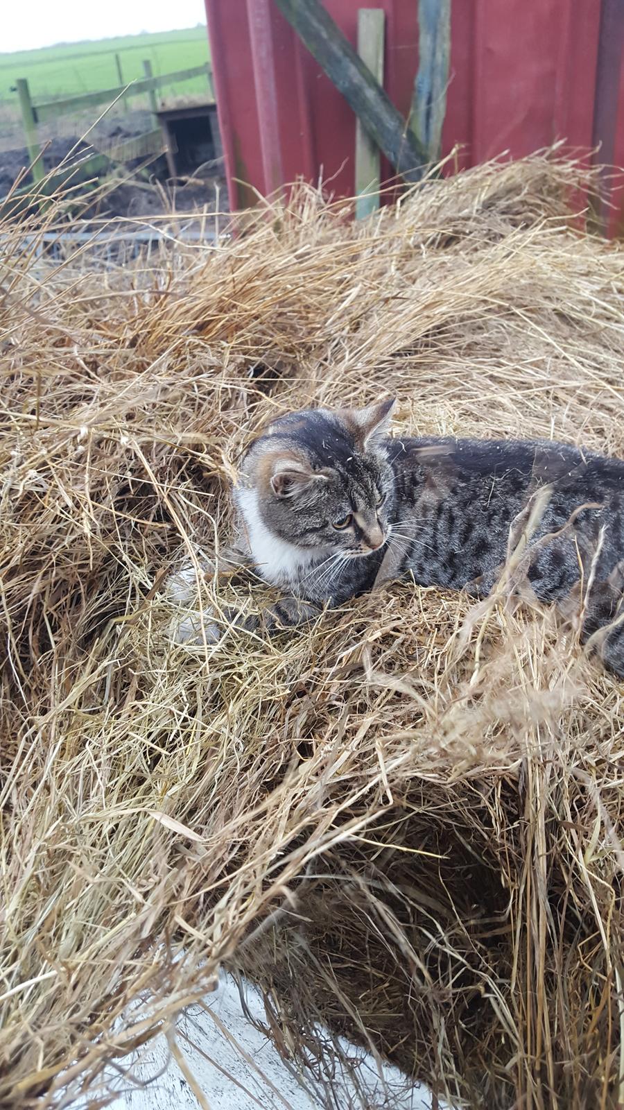 Huskat stjerne billede 1