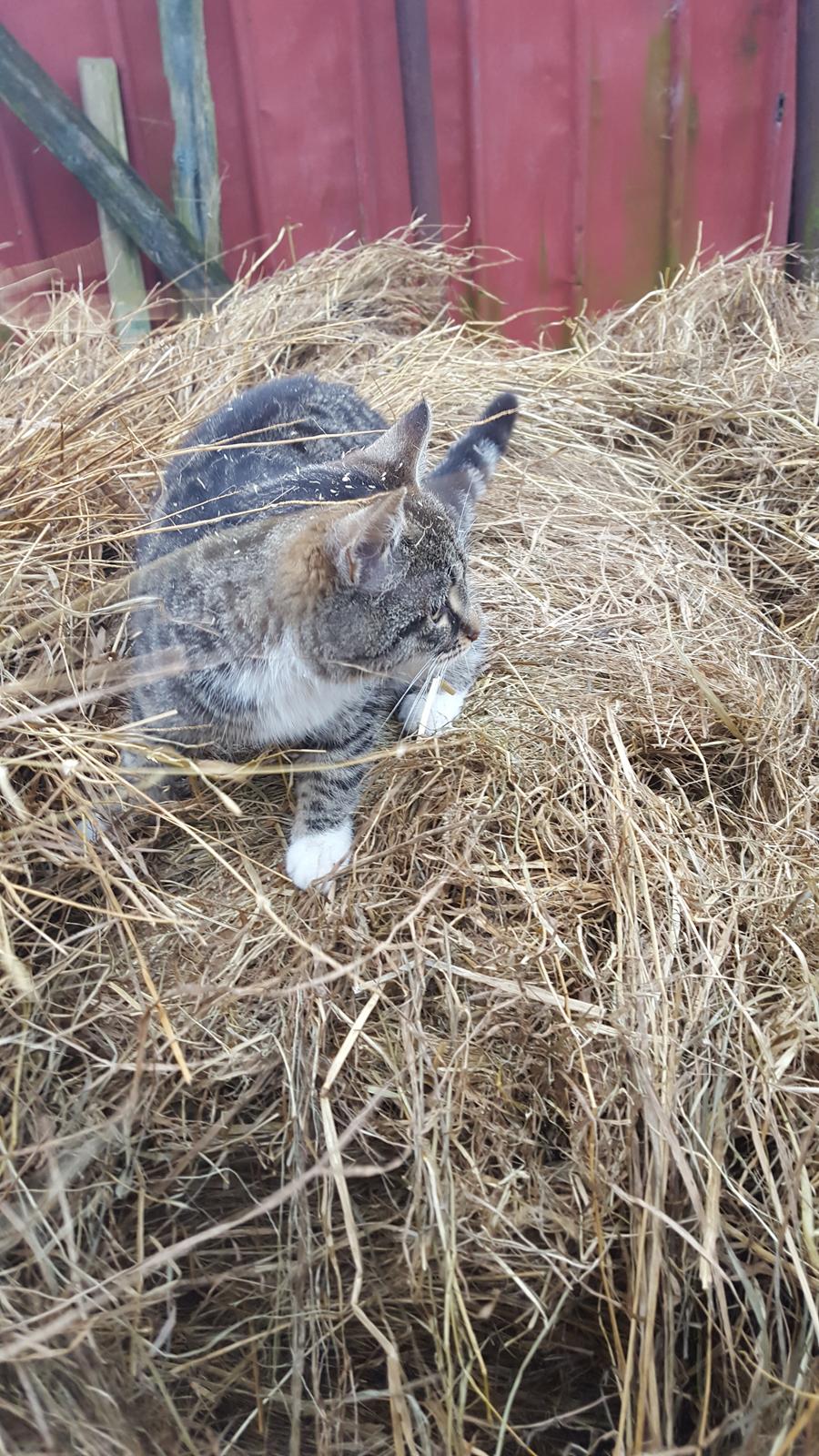 Huskat stjerne billede 2